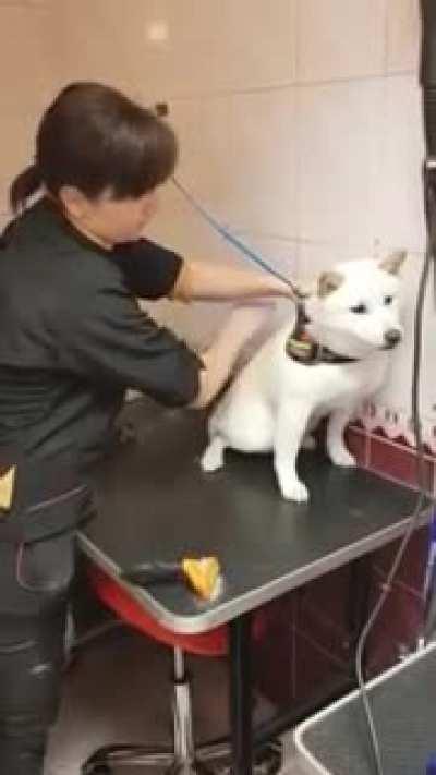 How this talented groomer establishes trust with a shiba in under a minute