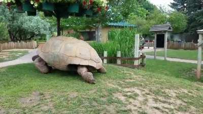 Giant tortoises moving at full speed.