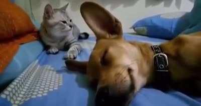 Dog Sleep Farting Makes Cat Angry 😂