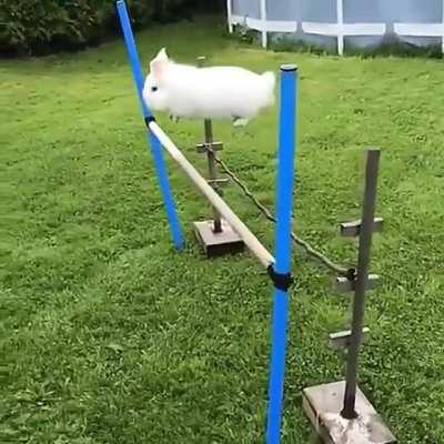 Precious bunny jumps over bars