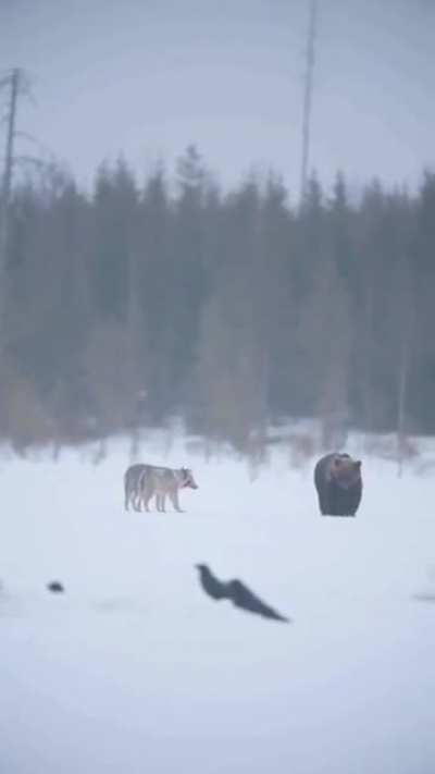 🔥 When two Apex Predators meet.