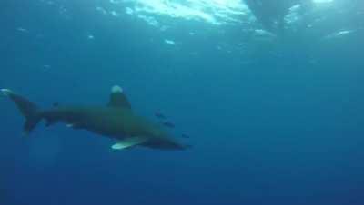 Oceanic white tip reef shark