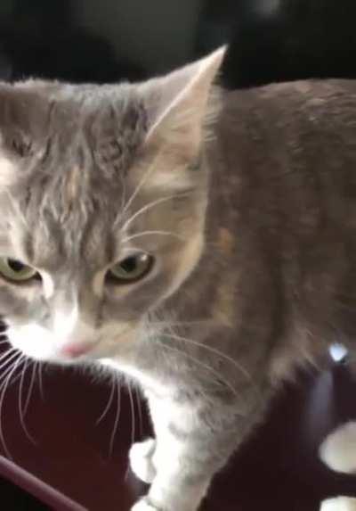 Cat walks on a keyboard, asks to be petted, then bites owner.