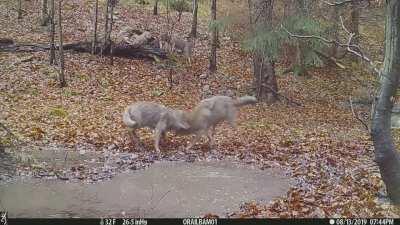 A wolf family having some careless bonding time, source: archives of Polish Babia Góra National Park