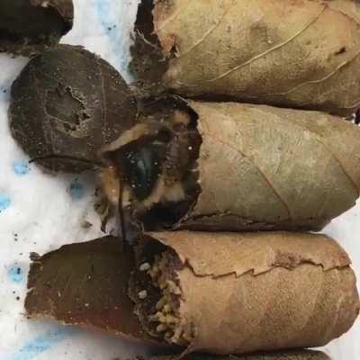 Little leaf cutter bee waking up in her tiny leaf bed