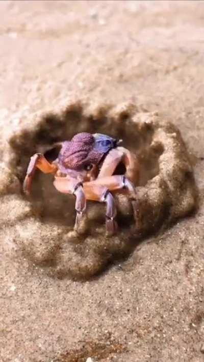 🔥Just a creative Crab