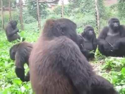 Gorillas has a distinctive, humming-like vocalisation to voice their satisfaction when they enjoy their food: they &quot;sing&quot; while they eat