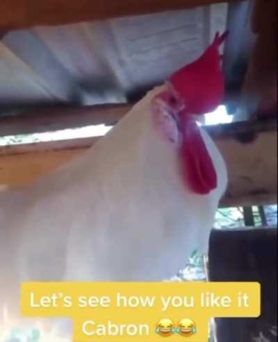 Guy catches Rooster sleeping and wakes him instead