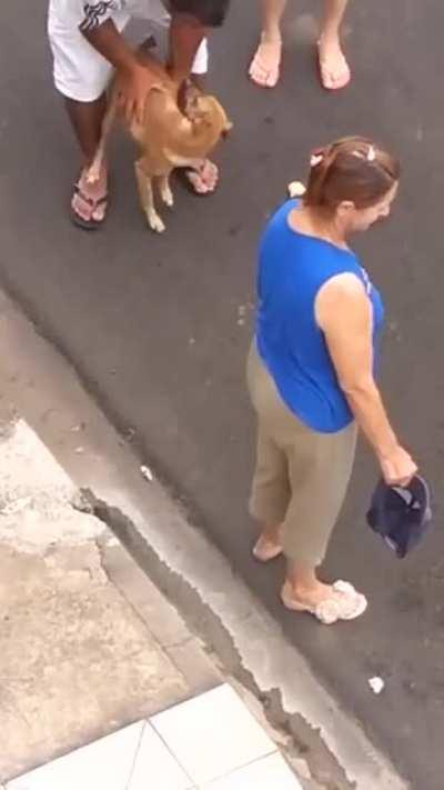 Nothing will stop this dog from protecting his owner