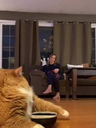 Cat Trying To Get Owner To Feed Her