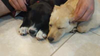 These two foster puppies rescued from a hoarder were so scared but they finally let me pet them.