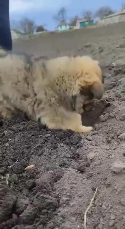 Puppy helps plant potatoes in Ukraine 🇺🇦 🐶