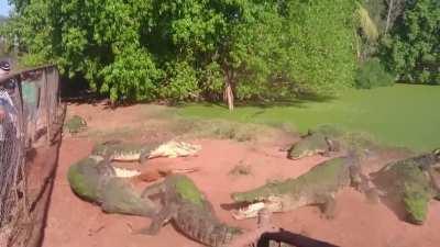 Crocodile bites foot off another crocodile