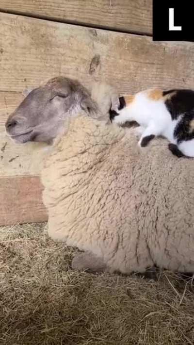 Kitty massages sheep