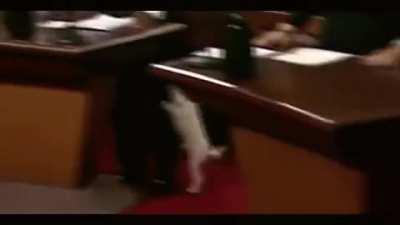 Lost dog recognises owner in court room