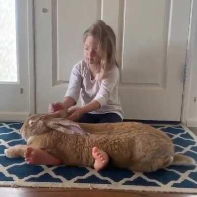 A girl petting her giant Flemish rabbit