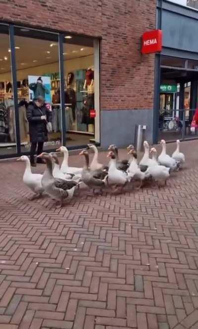 Goose parade in the Netherlands.