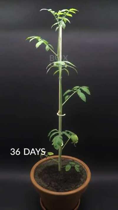 Watch a tomato grow from seed in one minute