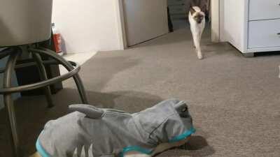 A devastating shark attack caught on camera