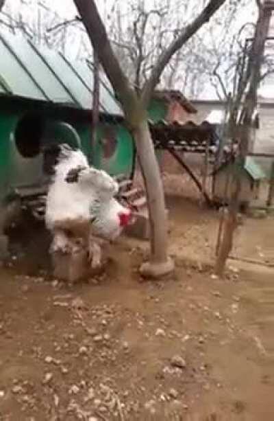 Giant chicken, probably about to fight Peter Griffin, emerges from his coop.