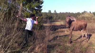 Swedish man vs Elk