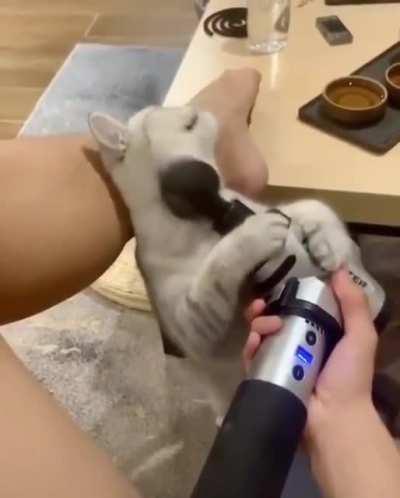 Massage cat