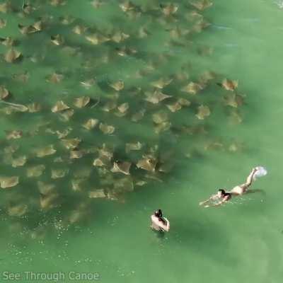 Rays swimming towards people in the ocean