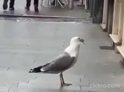 Seagull Chomps Down On A Rat