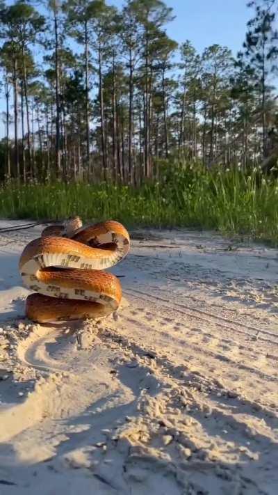 Defence position of this corn snake 