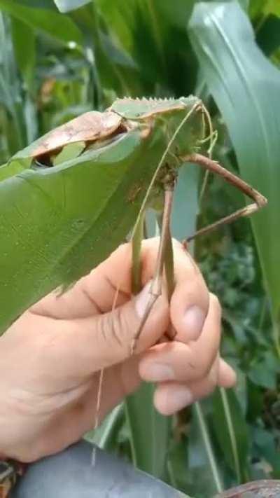 Giant Malaysian Katydid(Cricket). One of the largest insects in the known world, they have a 10 inch wingspan.