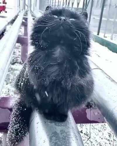 Cats in snow can be pretty satisfying.