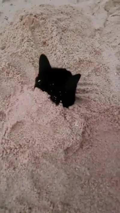 Cat loves being buried in sand