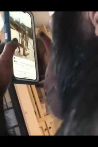 Ape Using A Smartphone