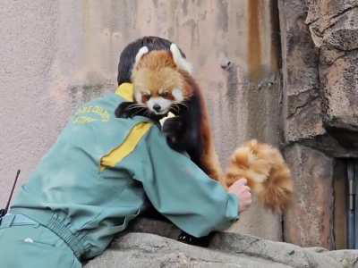 Tail inspection at the Oji Zoo in Kobe