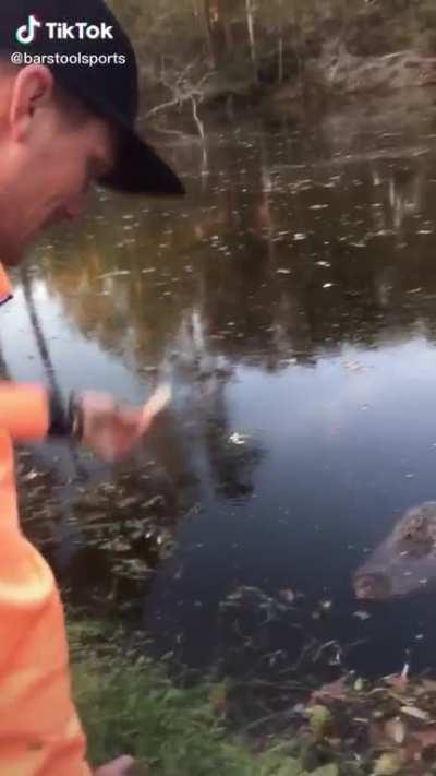 Waving your hand in front of an alligator sounds like a great idea! (found on TikTok)