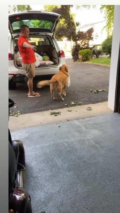 we taught our dog how to carry groceries! (this is completely voluntary, he likes to do this.)