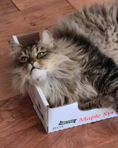 Cardboard box &amp;gt; fancy cat bed