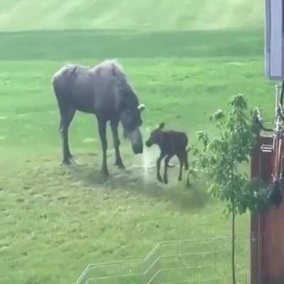 🔥 This baby moose enjoying a sprinkler 🔥