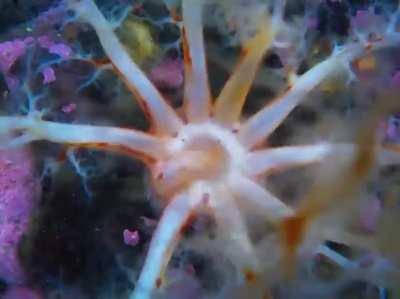 Sea cucumber opening it's mouth to feed