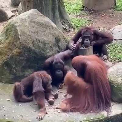 A group of apes trying to create fire?