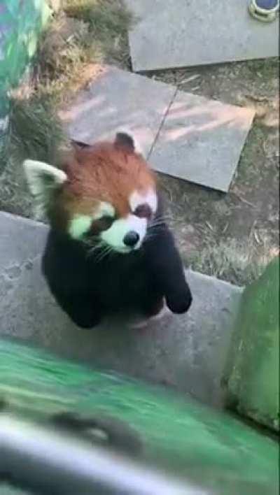 How does a red panda make voice