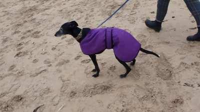 I think he might be a bit excited about the beach...