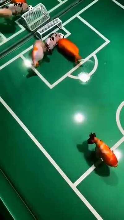 I would never have thought about some fish playing soccer ⚽🐠