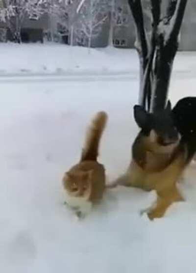 Cat's having a hard day in the snow