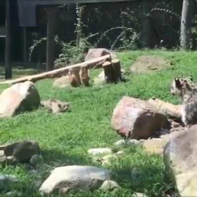 Mom pretends to be startled to build her cub’s confidence