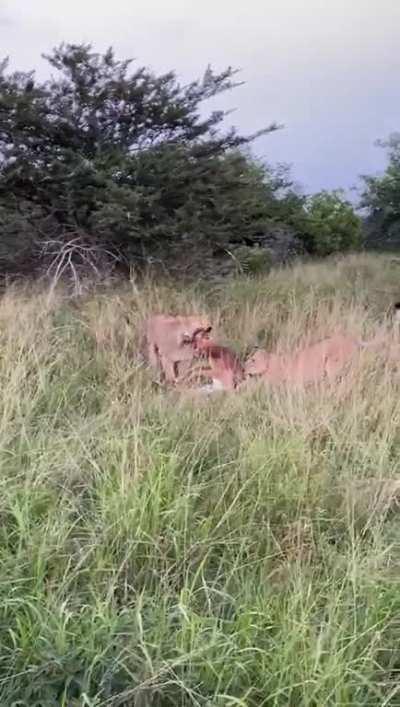 A calm, scenic view of Africa