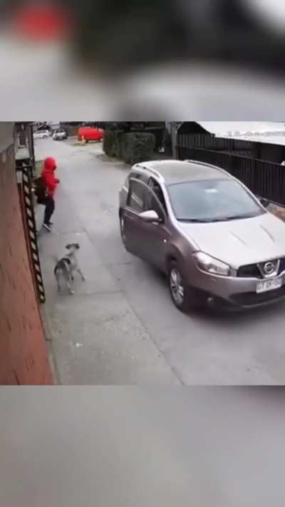 Dog Rushes to Protect Girl from Car in an Unexpected Move