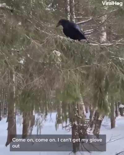 A very well trained raven