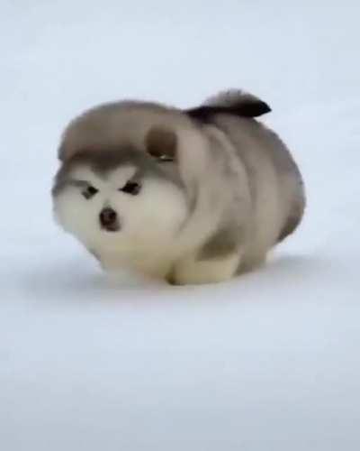 Fluff ball making their way through the snow