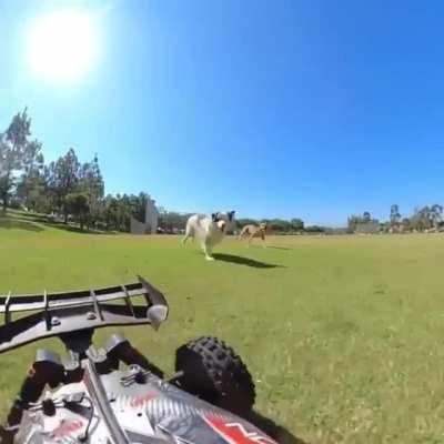 Just a couple of derpy pups chasing an RC car